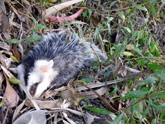 Didelphis pernigra
