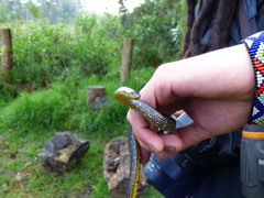 Atractus crassicaudatus