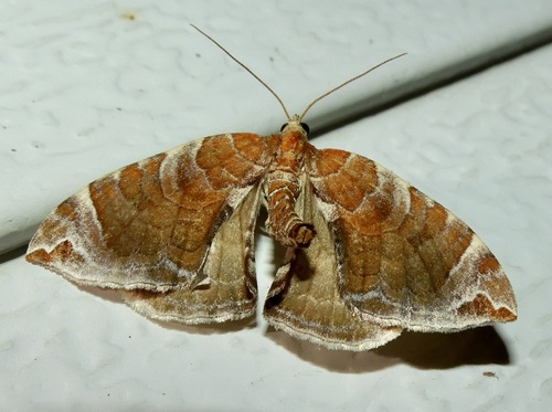 Dimorphic Eulithis Moth photo 5