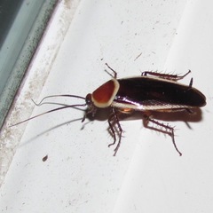 Pseudomops septentrionalis