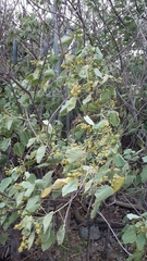 Abutilon virginianum