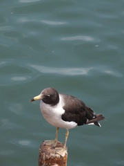 Larus belcheri