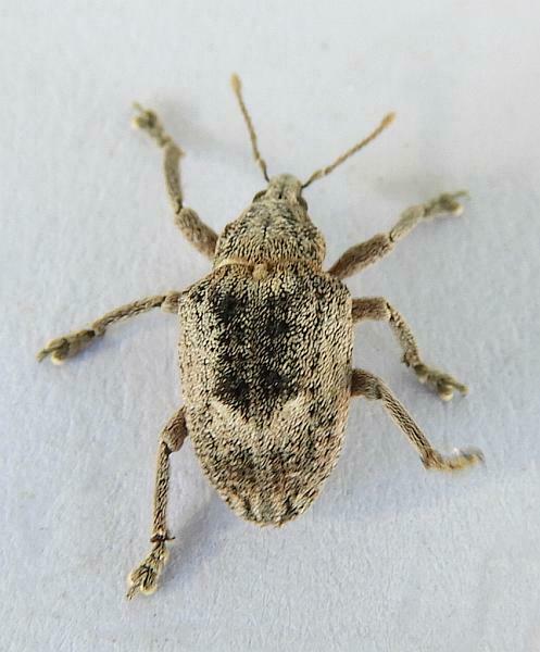 Melaleuca Leaf Weevil