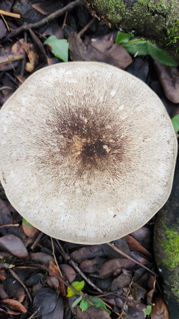 Agaricus moelleri · July 2023 · photo: © laflorifunga_ (iNaturalist, cc-by)