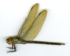 Coryphaeschna viriditas