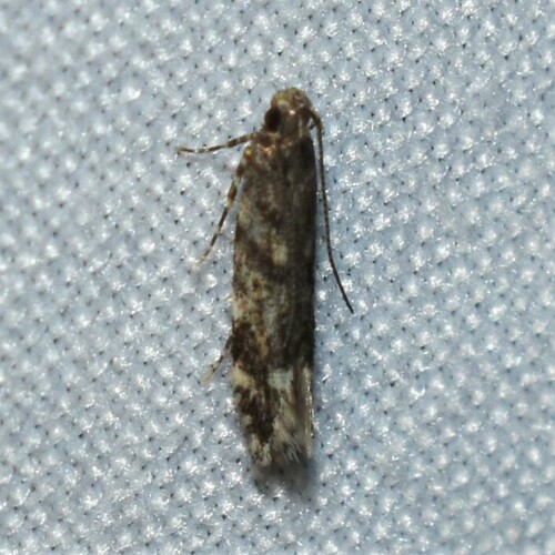 Glauce pectenalaeella photo 4