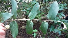 Varronia polycephala