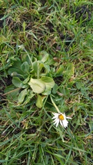 Bellis perennis