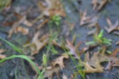 Eleocharis melanocarpa