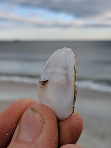 Eastern White Slippersnail