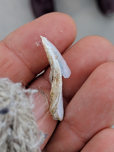 Eastern White Slippersnail