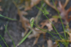 Eleocharis melanocarpa