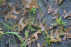 Eleocharis melanocarpa