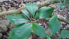 Eumachia microdon
