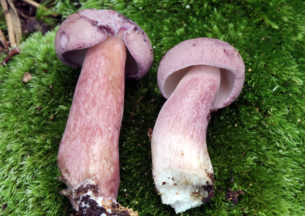 violet-gray bolete