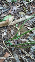 Smilax coriacea