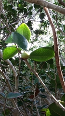 Eugenia sessiliflora
