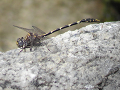 Progomphus borealis