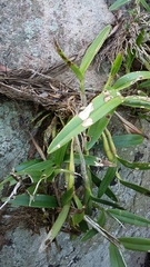 Epidendrum ciliare