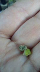 Abutilon virginianum