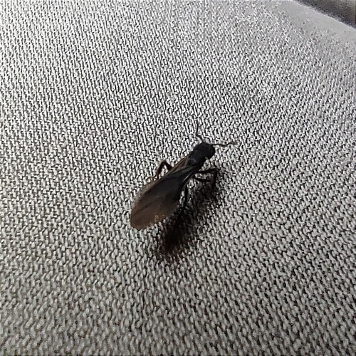 Smith's Fungus-farming Ant