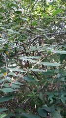 Varronia polycephala