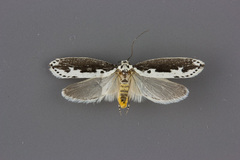 Ethmia semilugens