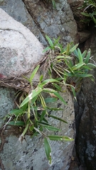 Epidendrum ciliare