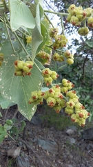 Abutilon virginianum
