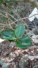 Eugenia sessiliflora