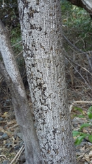 Abutilon virginianum