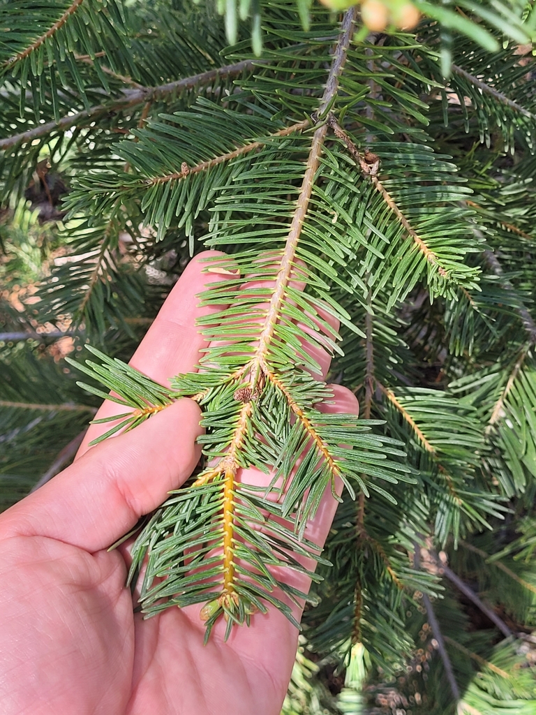 white fir from Tulare County, CA, USA on June 28, 2023 at 1136 AM by