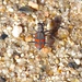 Orange-spotted Tiger Beetle - Photo (c) Laura Gaudette, some rights reserved (CC BY), uploaded by Laura Gaudette