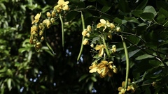 Senna bacillaris