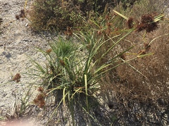 Cyperus planifolius