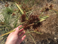 Cyperus planifolius