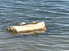 Chrysemys picta bellii