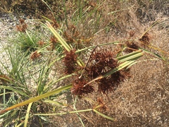 Cyperus planifolius