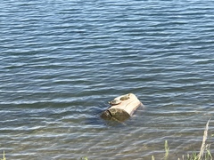 Chrysemys picta bellii