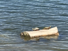 Chrysemys picta bellii