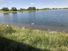 Chrysemys picta bellii