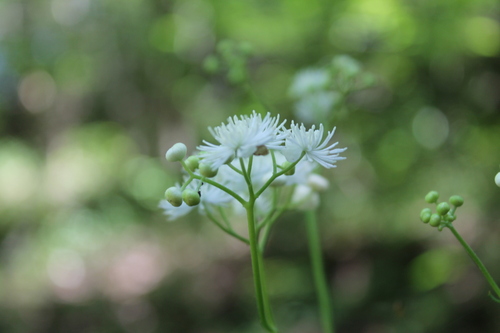 Image of Trautvetteria applanata by (c) Dominic, some rights reserved (CC BY)