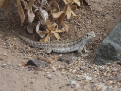 Liolaemus nigromaculatus
