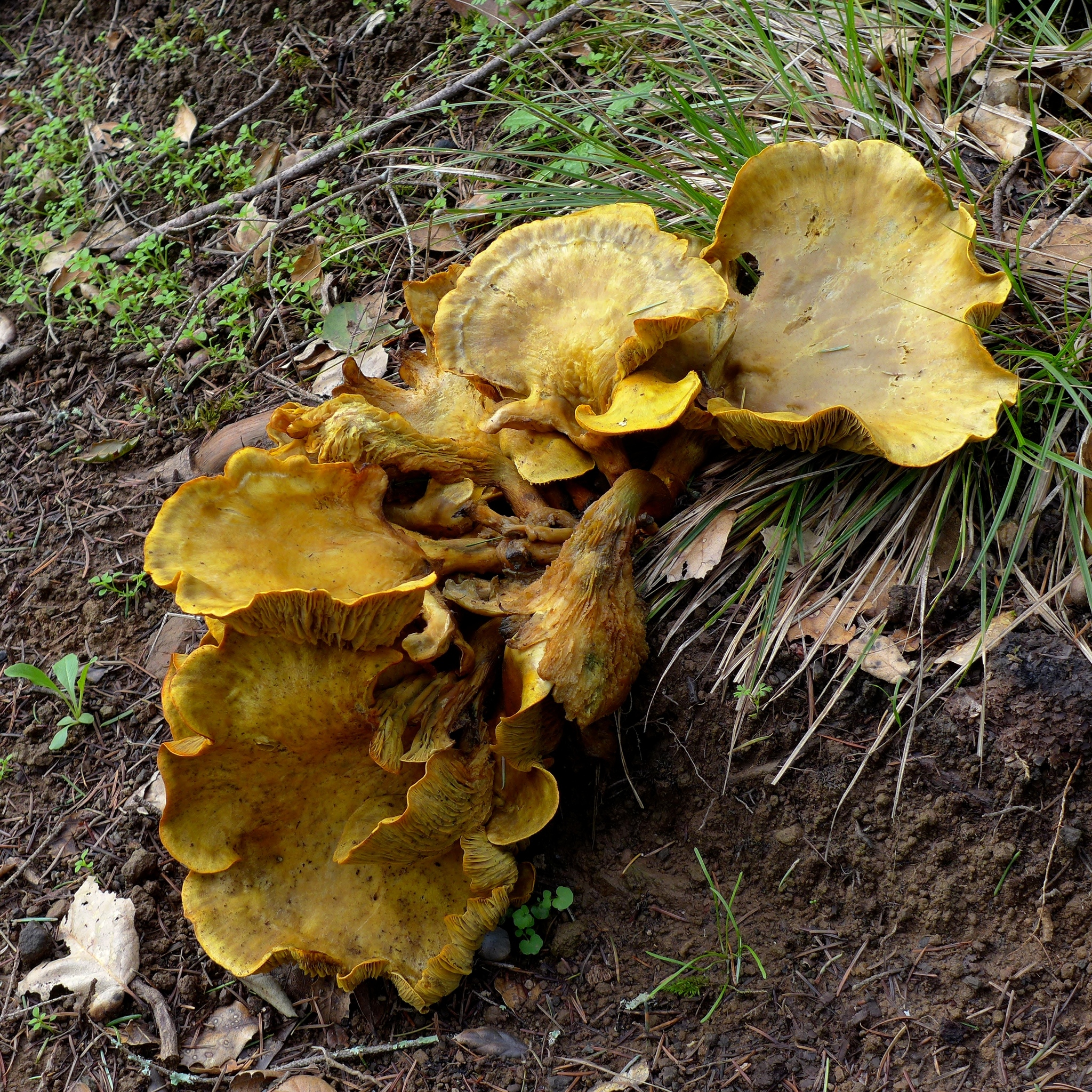 Omphalotus olivascens image
