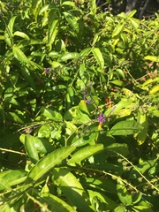 Solanum bahamense