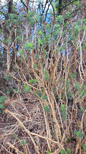 Sedum griseum, photograph 6