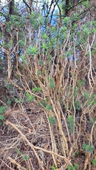 Sedum griseum, photograph (c) Gustavo ZaRo, some rights reserved (CC BY)