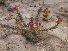 Cistanthe salsoloides