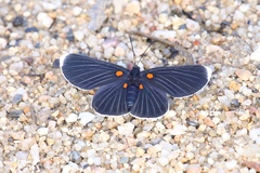 Melanis acroleuca acroleuca