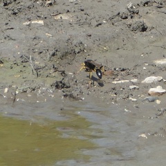 Sceliphron destillatorium